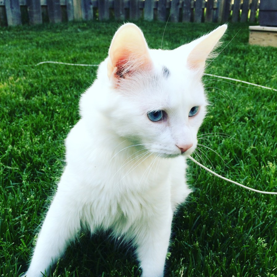 47085654-BAB4-46F5-A17F-78655A18CD94